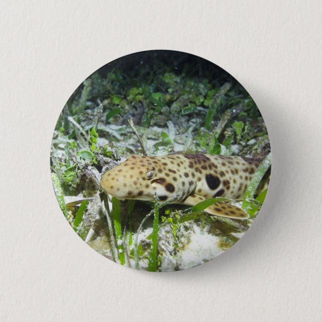 Walking epaulette shark in the Raja Ampat islands Button (Front)