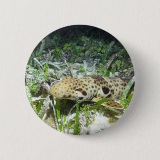 Walking epaulette shark in the Raja Ampat islands Button