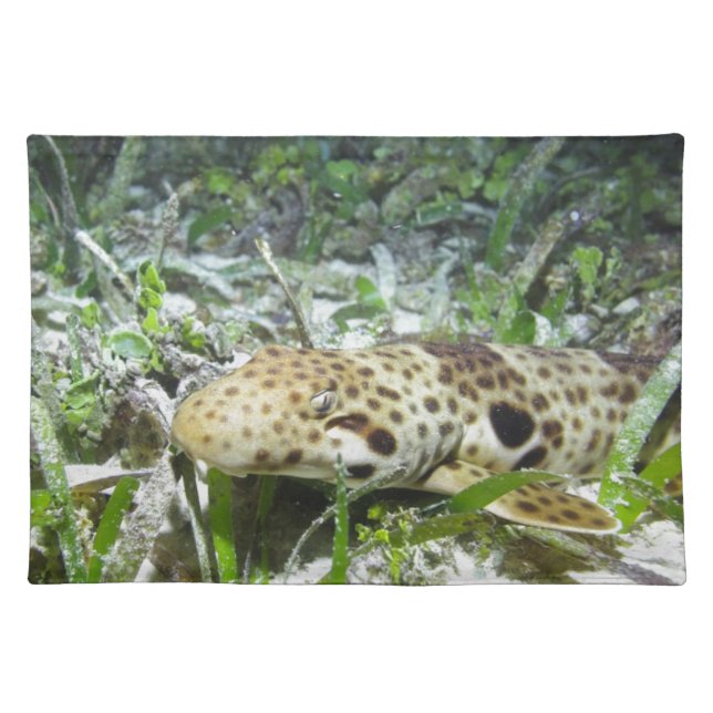 Walking epaulette shark in the Raja Ampat islands Cloth Placemat (Front)