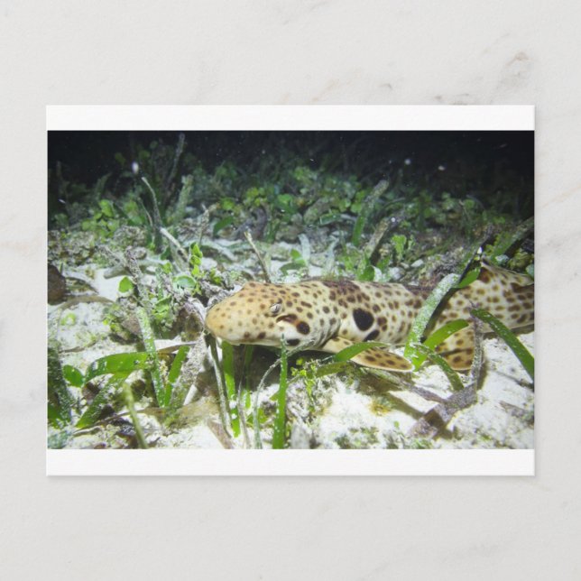 Walking epaulette shark in the Raja Ampat islands Postcard (Front)