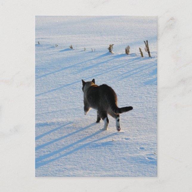 Walking In The Cornfield Postcard (Front)
