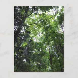 Walking in the Forest, Chester, South Carolina Can Postcard