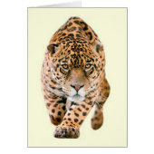 Walking Jaguar Eyes (Front)