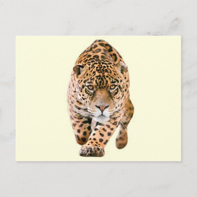 Walking Jaguar Eyes Postcard (Front)