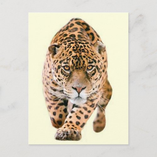 Walking Jaguar Eyes Postcard