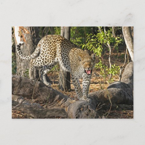 Walking Leopard Growling At You Postcard