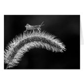 Walking on Air - Grasshopper (Front Horizontal)