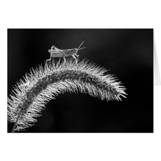 Walking on Air - Grasshopper Cards (Front Horizontal)
