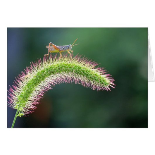 Walking on Air - Grasshopper - color (Front Horizontal)