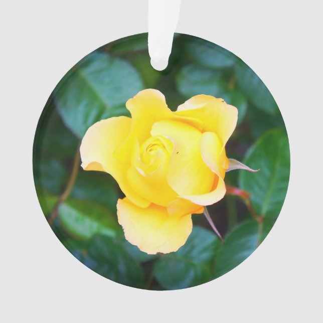 Walking on Sunshine Rose #1 Ornament (Front)