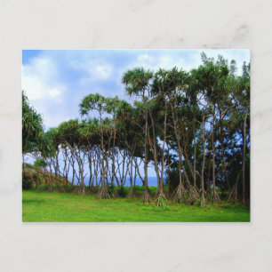 Walking Palm Trees in Hawaii Postcard