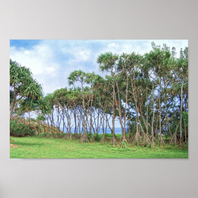 Walking Palm Trees in Hawaii Poster (Front)