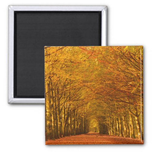 Walking path through the forest in autumn magnet