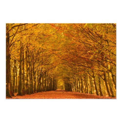 Walking path through the forest in autumn photo print