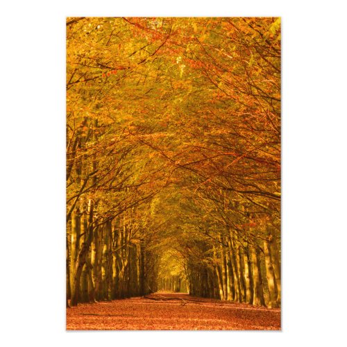 Walking path through the forest in autumn photo print