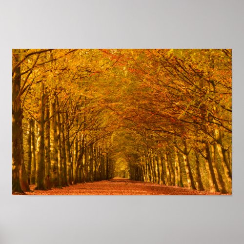 Walking path through the forest in autumn poster