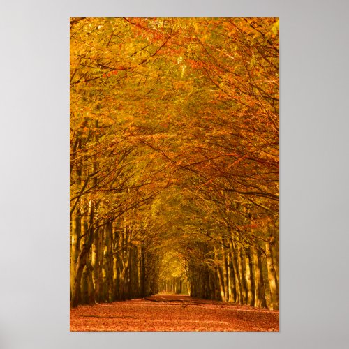 Walking path through the forest in autumn poster