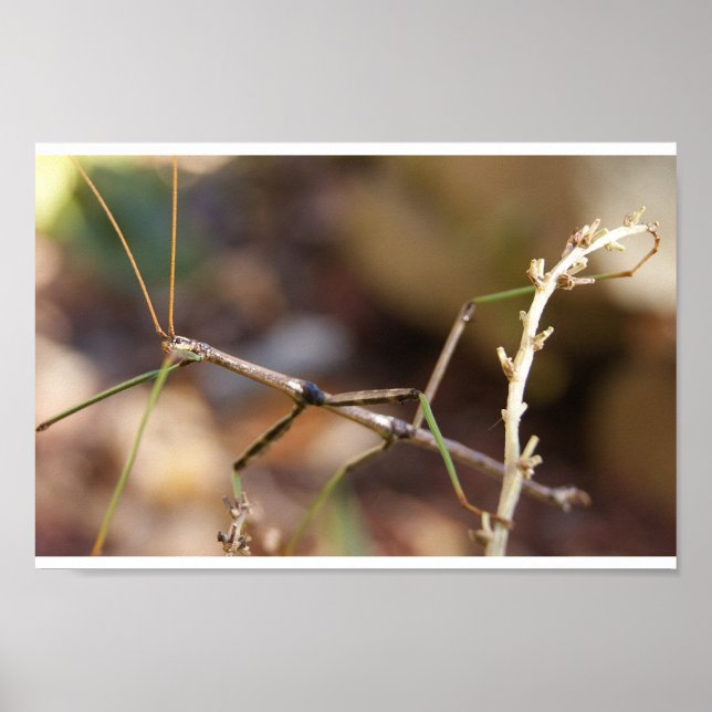 Walking Stick Bug Poster (Front)