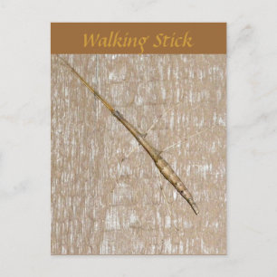 Walking Stick Postcard