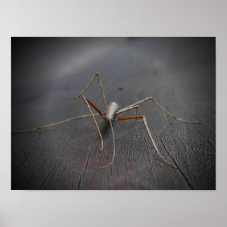 Walking Stick Poster