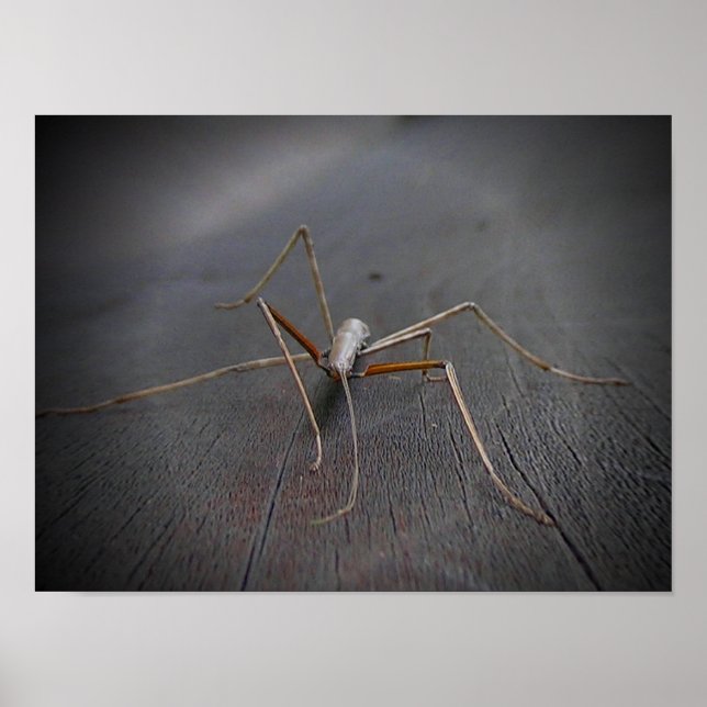 Walking Stick Poster (Front)