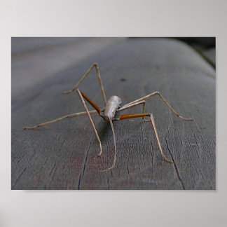 Walking Stick Print / Poster