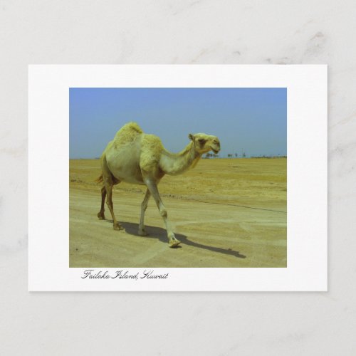 Walking the long road _ Camel on Failaka Island Postcard