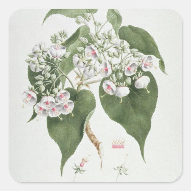 Walkuffa No.5 Dombeya torrida (w/c over graphite o Square Sticker (Front)