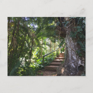 Walkway Through A Tropical Forest, Kauai, Hawaii Postcard