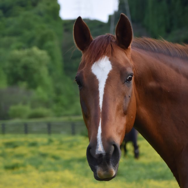 wall art  (Kentucky Pride-Sherry stclair McDowell Bretz art )