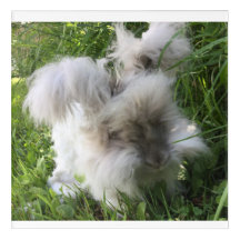 Wall Art - English Angora "Bradley"