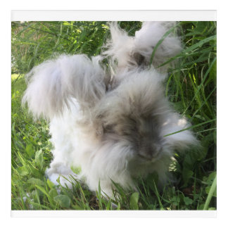 Wall Art - English Angora "Bradley"
