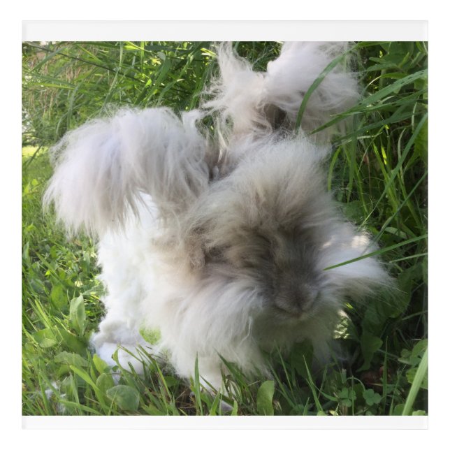 Wall Art  - English Angora "Bradley" (Front)