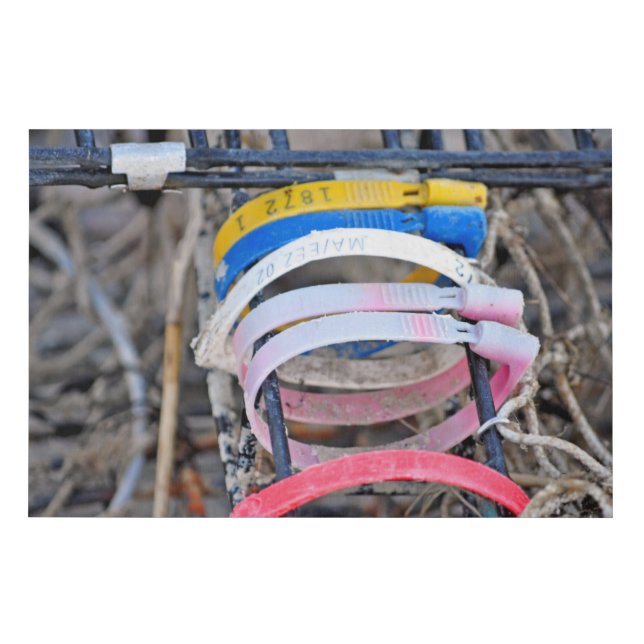 Wall Art Lobster Trap Tags (Front)