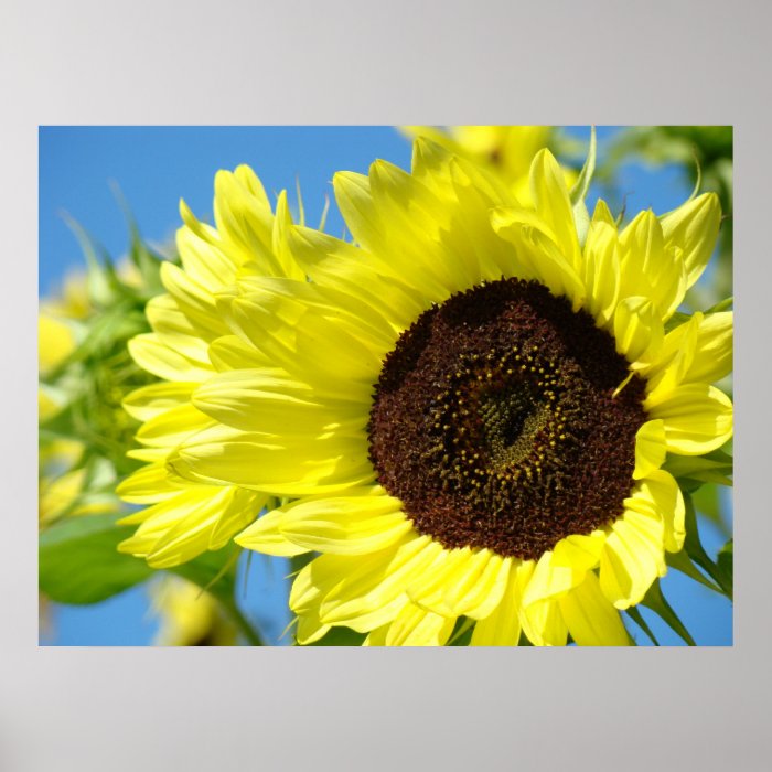 WALL ART SUNFLOWERS Happy Sunny Sun Flower Art Poster