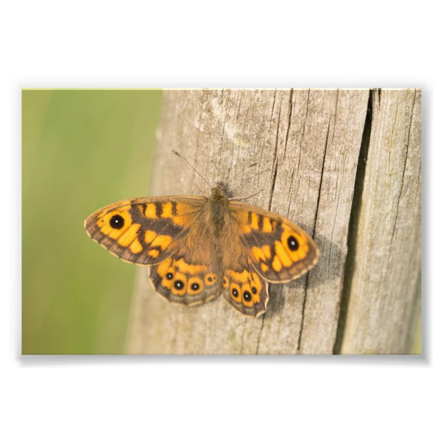 Wall Brown Butterfly Photo Print (Front)