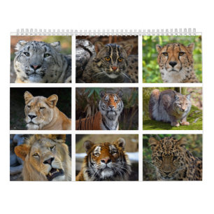 Wall calendar with photos of wild cats