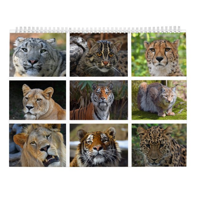Wall calendar with photos of wild cats (Back)