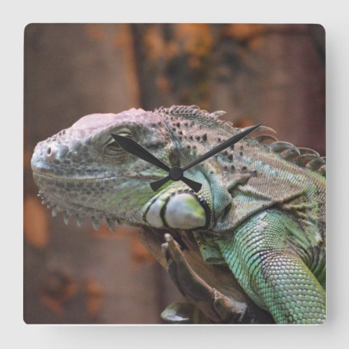 Wall Clock  with colourful Iguana lizard