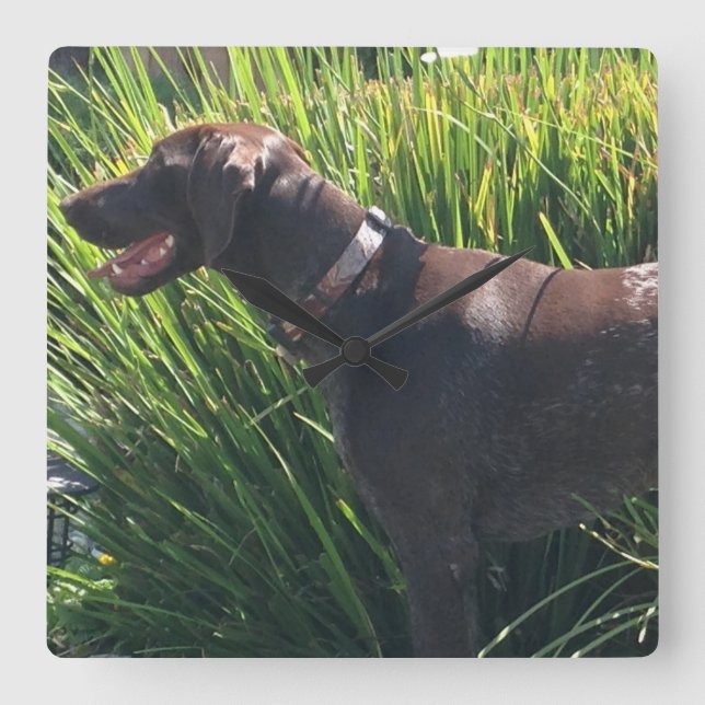 Wall Clock with German Shorthair Pointer (Front)