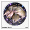 Wall Decal: baby agouti mice