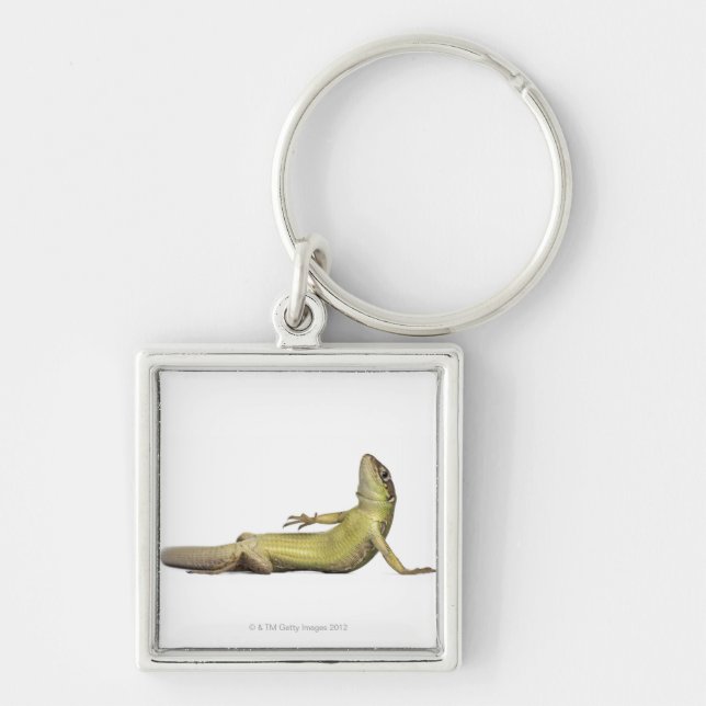 Wall lizard lying down - Podarcis muralis Keychain (Front)
