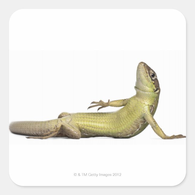 Wall lizard lying down - Podarcis muralis Square Sticker (Front)