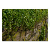 Wall Of Ivy (Front Horizontal)