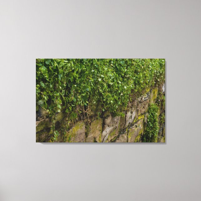 Wall Of Ivy Canvas Print (Front)