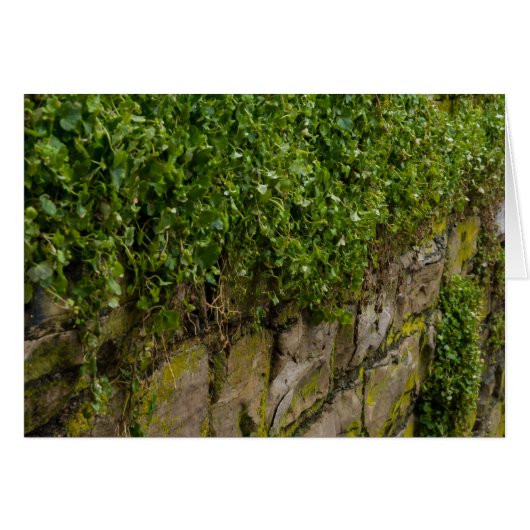 Wall Of Ivy Cards (Front Horizontal)