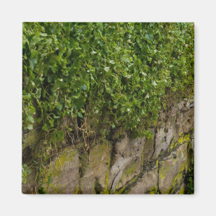 Wall Of Ivy Magnet