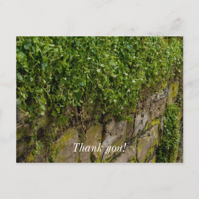 Wall Of Ivy Postcard (Front)