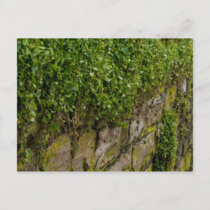 Wall Of Ivy Postcard