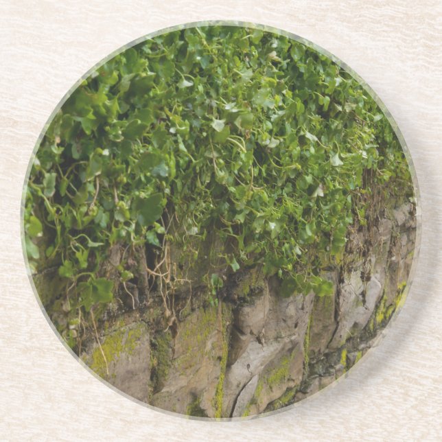 Wall Of Ivy Sandstone Coaster (Front)